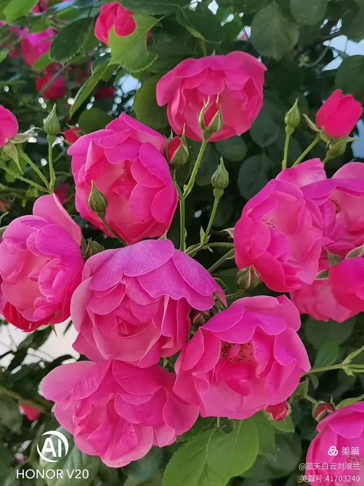 月季、枚瑰与蔷薇